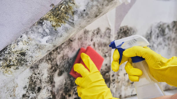 Biohazard Mold Removal